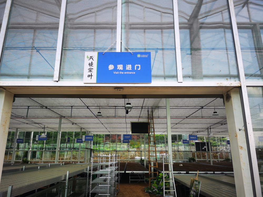云笈科技首个打造新昌大佛龙井数字化育苗基地（天姥金叶·金山数字园）即将交付